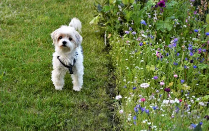 Ein Hund im Garten