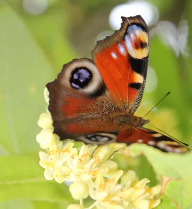 Tagpfauenauge auf einer Blüte