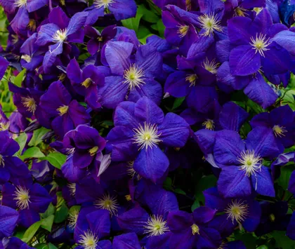 Violette Waldrebe