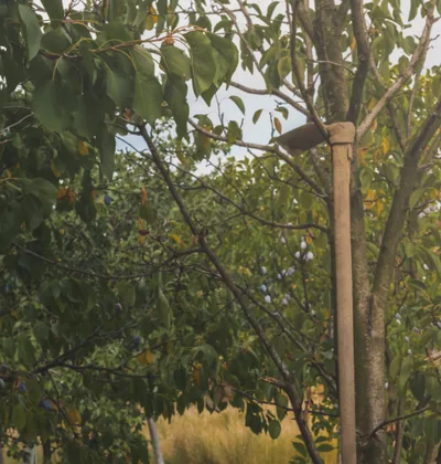 Pflaumen im Obstgarten