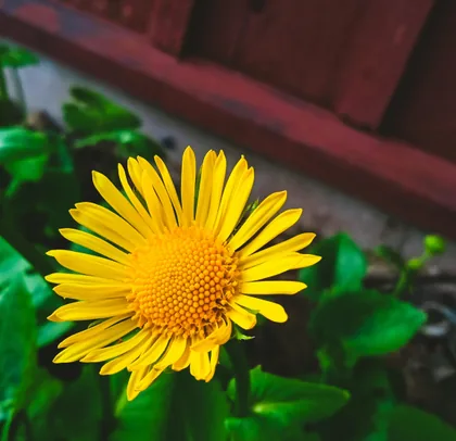 Gelbe Margerite am Zaun