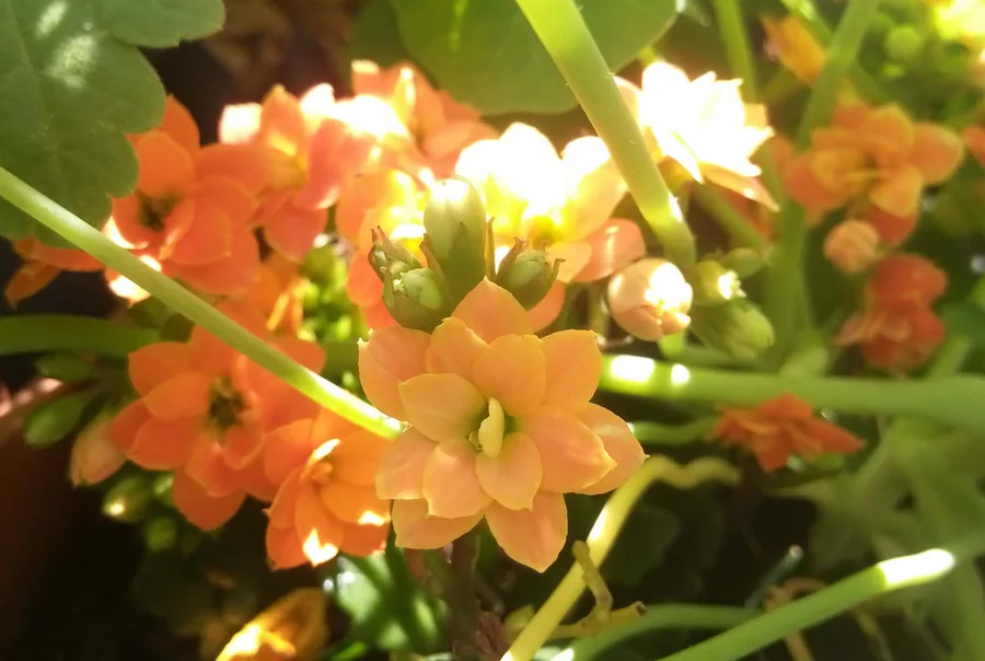 Kalanchoe in the Sun