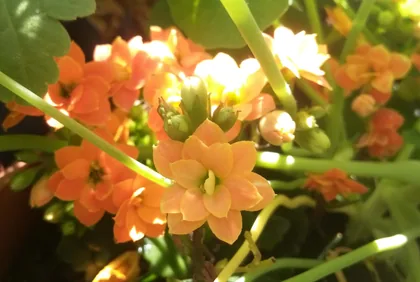 Kalanchoe in der Sonne