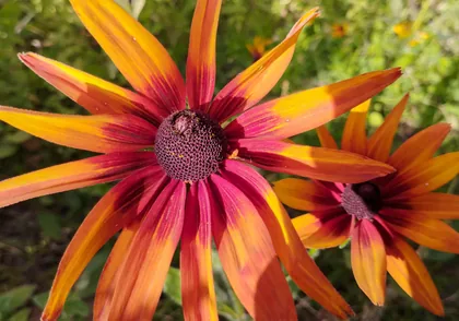 Zwei Sonnenhutblüten