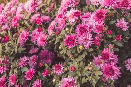 Rosa Chrysanthemen