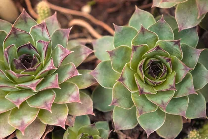 Hauswurz im Garten