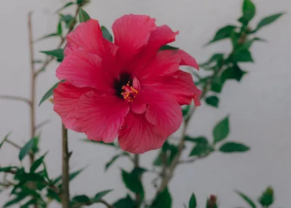 Roter Hibiskus