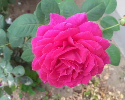Eine Rose im Garten