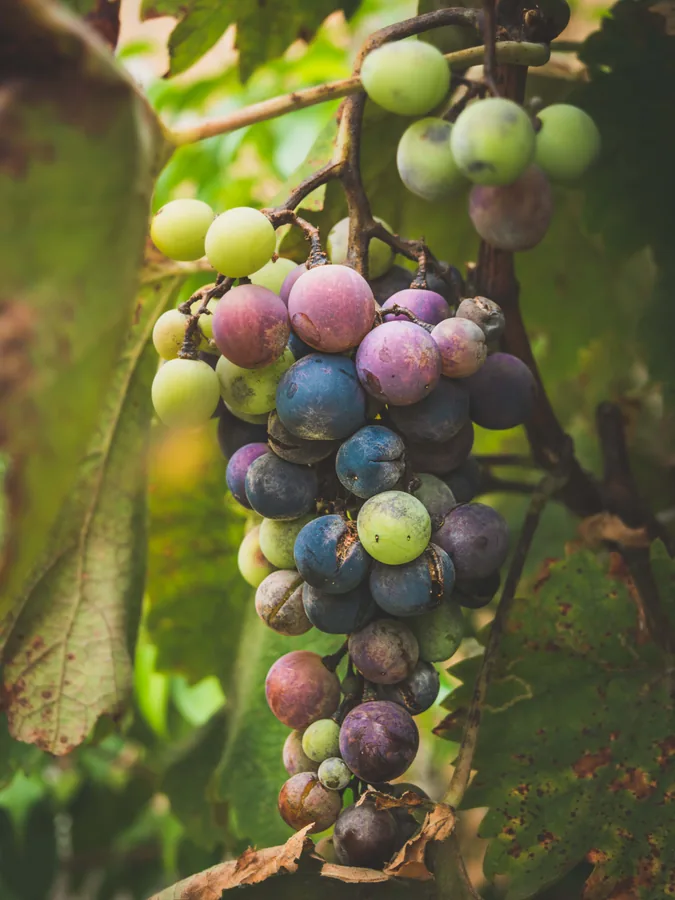 Grapes Turning Purple