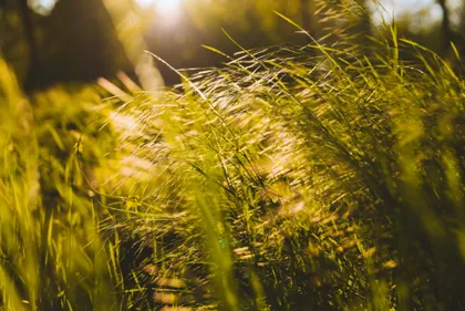Gräser in der Abendsonne