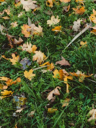 Laub auf dem Gras