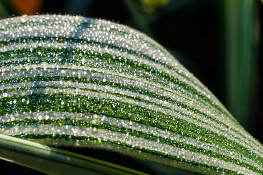Dew Along a Green Leaf