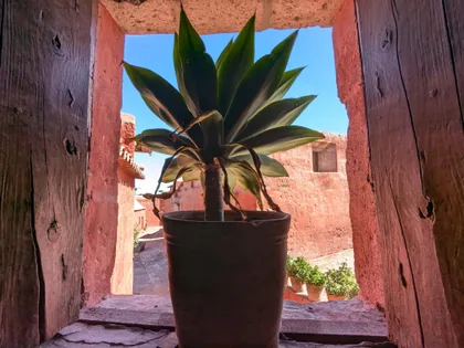 Agave in einem Steinfenster