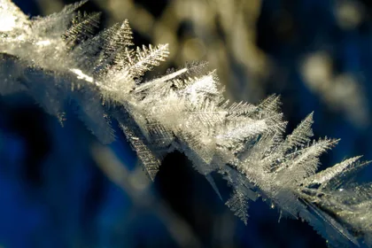 Eiskristalle an einem Zweig