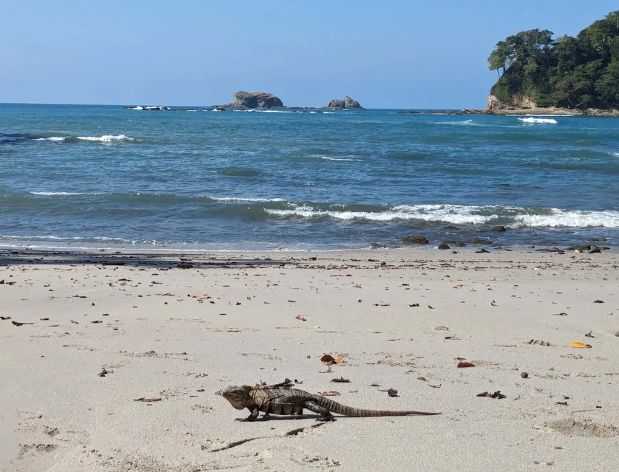 An Iguana on the Beach