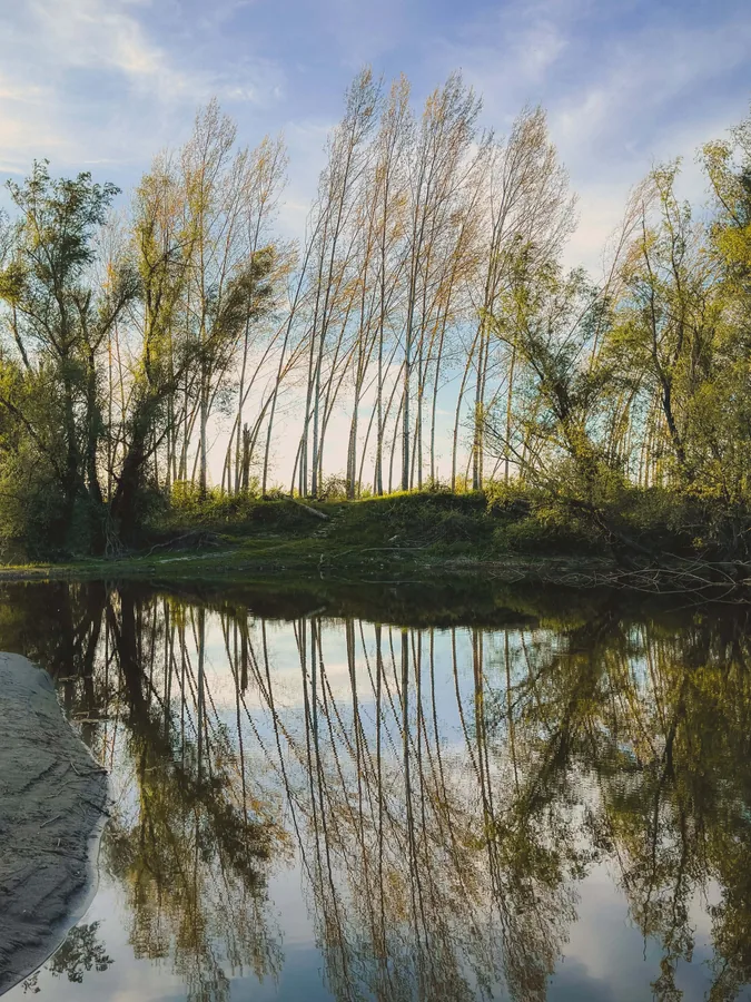Poplars and Their Reflection