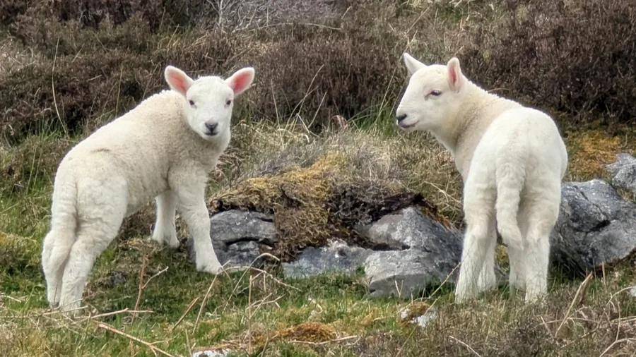 Two Lambs on the Hill