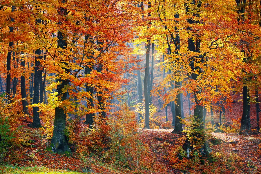 Autumn Light in the Woods