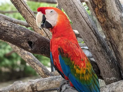 Der Hellrote Ara
