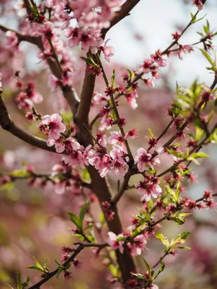 Pfirsichblüte im Frühling