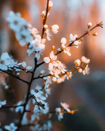 Blüten bei Sonnenuntergang