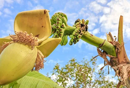 Bananenblüte und Frucht