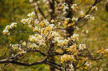 Birnbaumblüte im Obstgarten