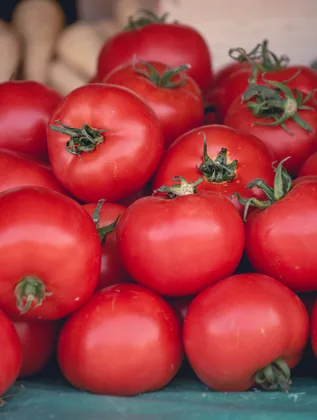 Reife rote Tomaten