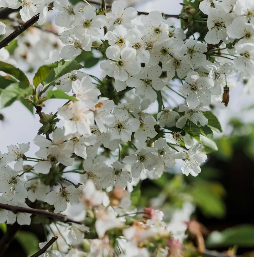 Cherry Blossom in Spring