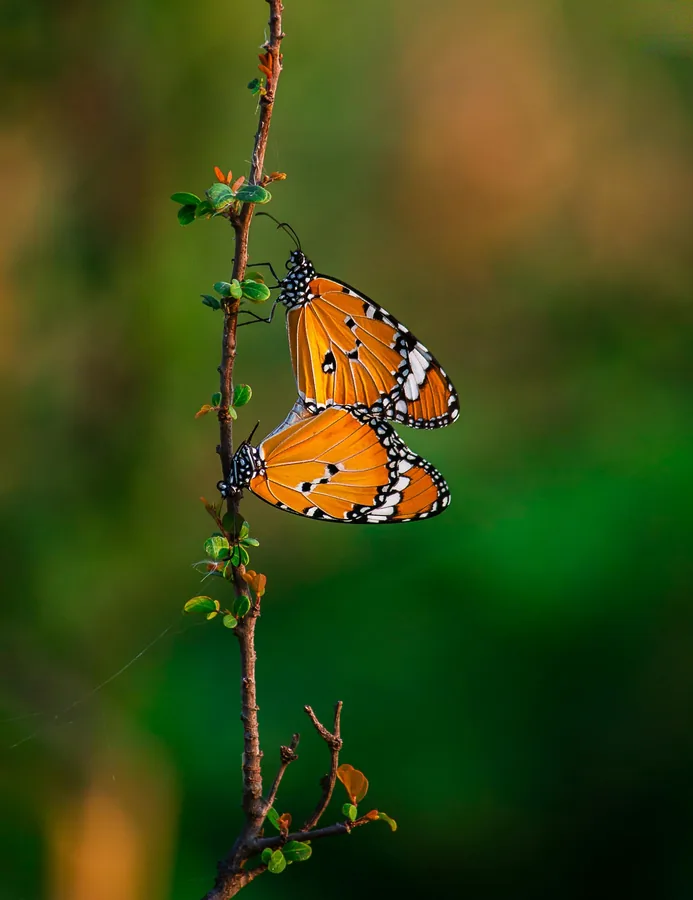 Two Butterflies on a Twig