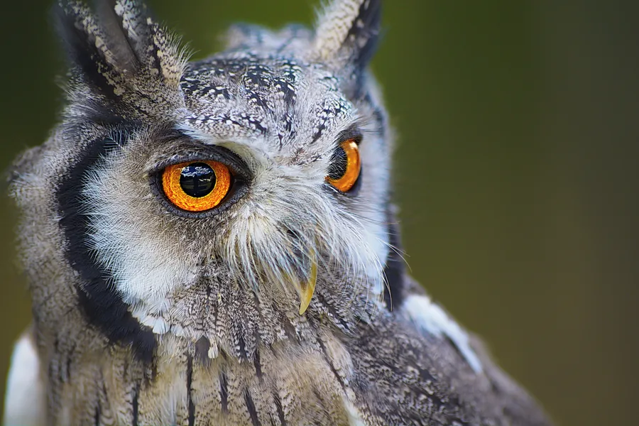 The Owl's Steady Gaze