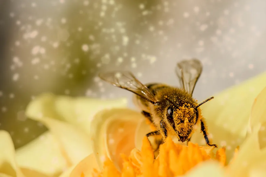 A Bee Dusted with Pollen