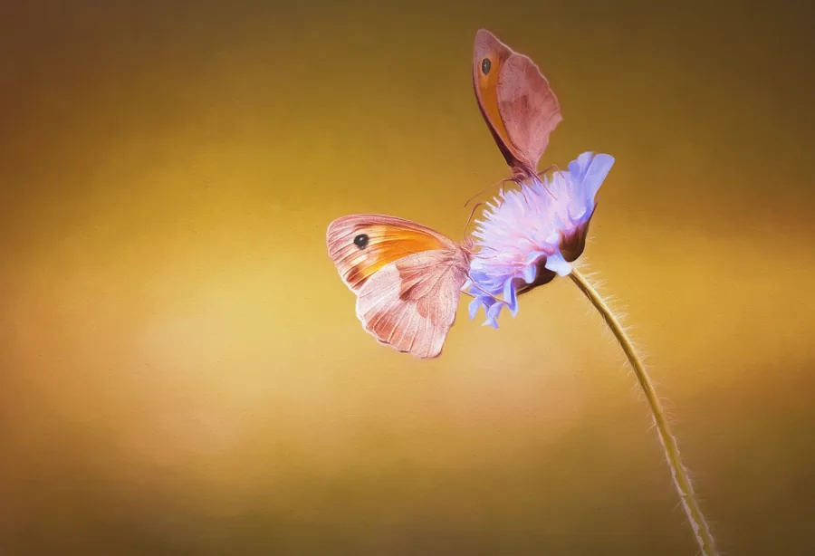 Two Butterflies on a Scabious