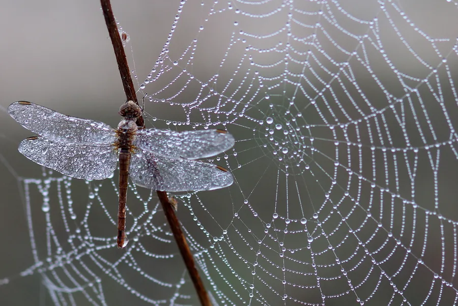 Dragonfly on a Dewy Web