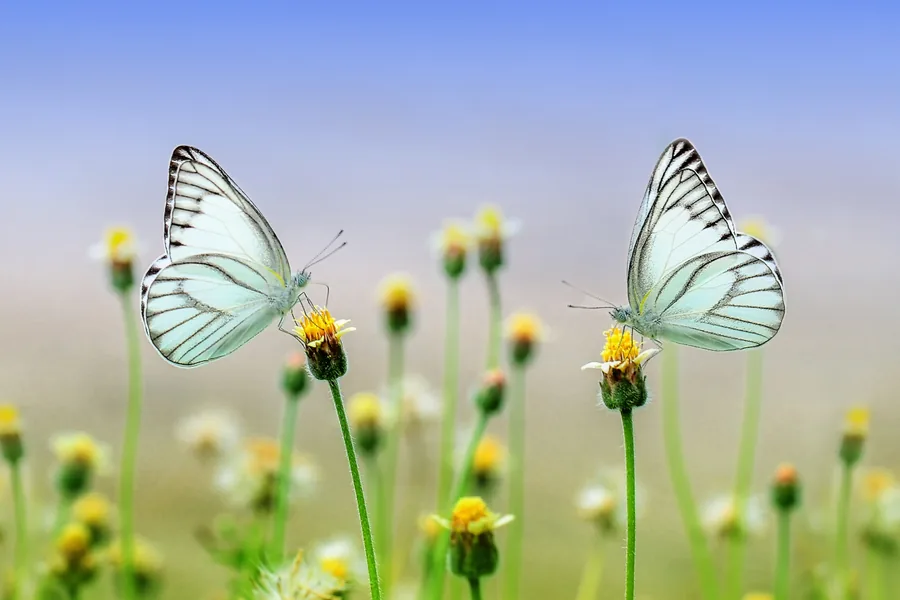 Butterflies on Meadow Flowers