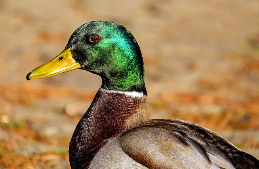 A Mallard Drake