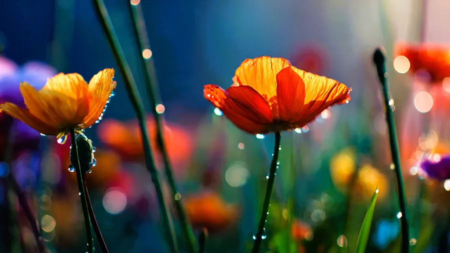 Poppies With Morning Dew