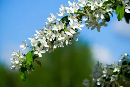 Ein Zweig mit weißen Blüten