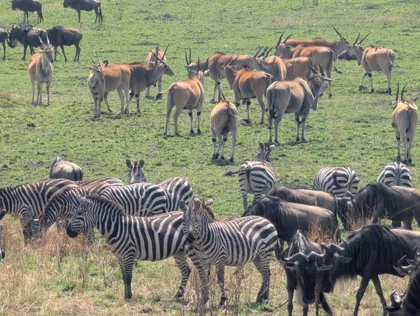 Zebras und Gnus beim Grasen
