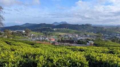 Teefelder, Sri Lanka