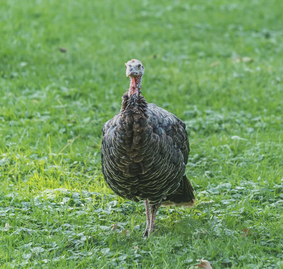 A Turkey in the Meadow