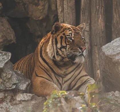 Ruhender Tiger