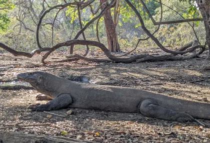 Der Komodowaran