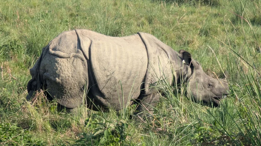 The One-Horned Rhinoceros