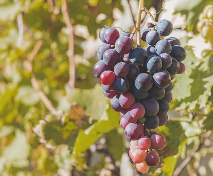 Reife Trauben im Herbst