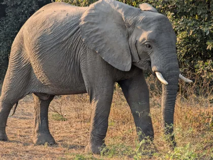 Der Afrikanische Elefant