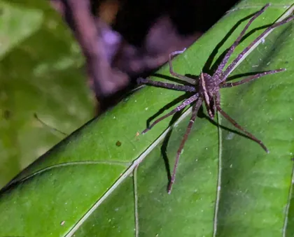Eine Spinne auf einem grünen Blatt