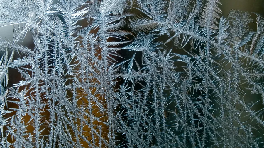 Frost Ferns on the Window