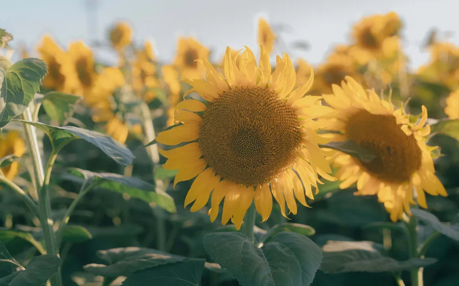 Sunflowers at Golden Hour