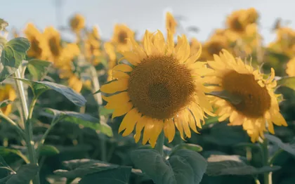 Sunflowers at Golden Hour